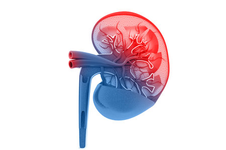 Human kidney cross section.3d render