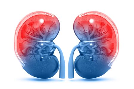 Human kidney cross section.3d renderの写真素材
