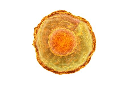 Human egg cell.3d renderの写真素材