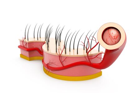 Human skin anatomyの写真素材