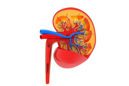 Human kidney cross sectionの写真素材