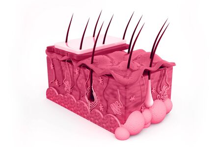 Human skin anatomy.3d renderの写真素材