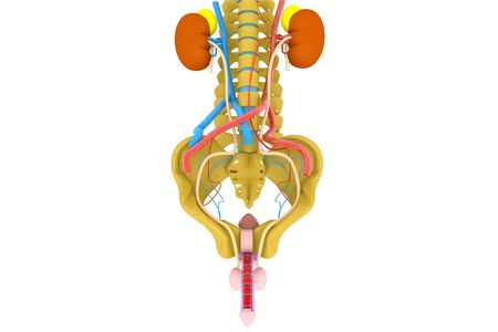 Human urinary system. 3d renderの写真素材