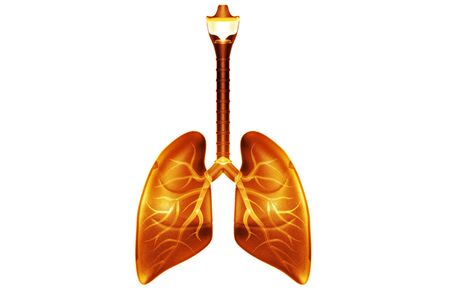 Human lungs.3d renderの写真素材