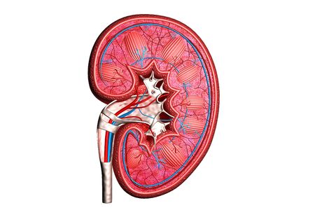 Human kidney cross section.3d renderの写真素材