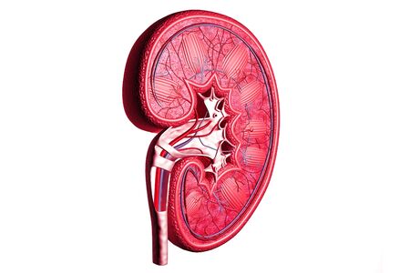 Human kidney cross section.3d renderの写真素材