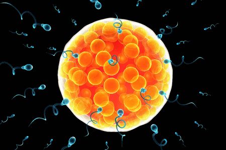 sperm and egg cell.3d renderの写真素材