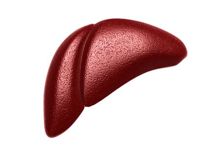 Human liver.3d render の写真素材