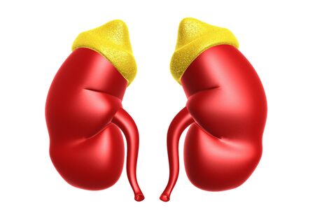 Human kidney.3d renderの写真素材