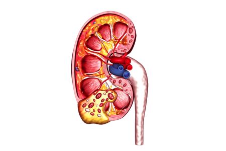 Human kidney cross section.3d renderの写真素材