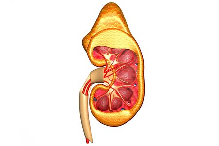Human kidney cross section.3d renderの写真素材