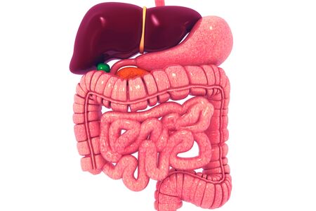 Human digestive system.3d renderの写真素材