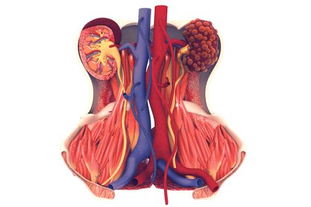 Kidney disease. 3d illustrationの写真素材