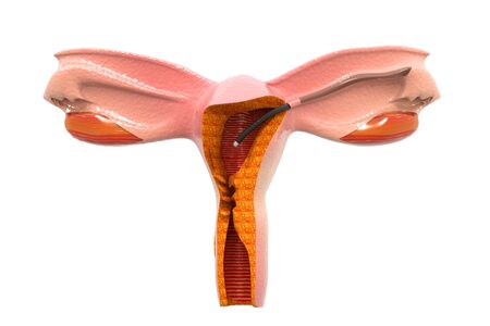 Female reproductive system. Fallopian tube. 3d renderの写真素材