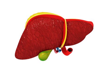 Human liver.3d renderの写真素材
