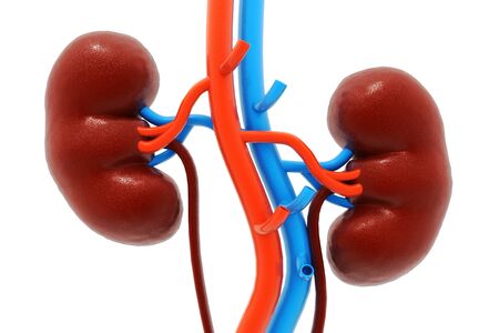 Human kidney. 3d renderの写真素材