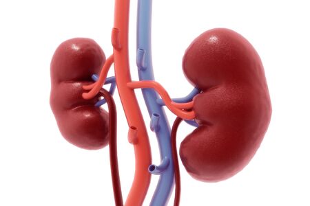 Human kidney. 3d renderの写真素材