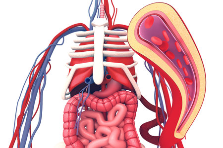 Anatomy of human abdominal with angioplasty.3d render