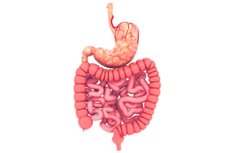 Human digestive system.3d render