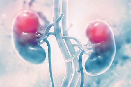 Human kidney on scientific background. 3d illustrationの写真素材
