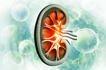 Human kidney cross section on scientific background. 3d illustration
