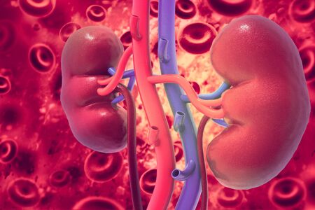 Human kidney on scientific background. 3d illustrationの写真素材