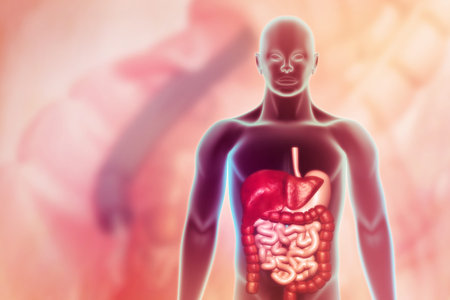Human digestive system on scientific background.3d digital illustration