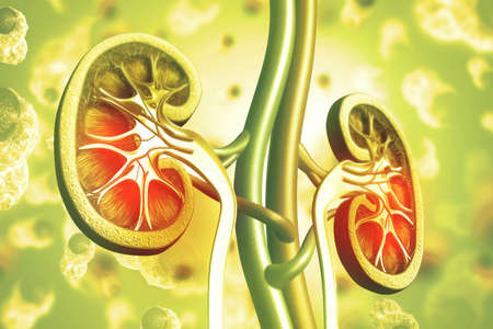 Human kidney cross section on scientific background. 3d illustrationの写真素材