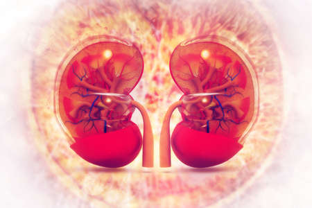 Human kidney cross section on scientific background. 3d illustrationの写真素材