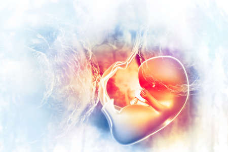 Human fetus on scientific background. 3d illustrationの写真素材