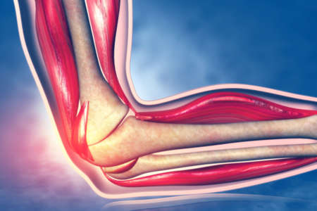 Anatomy of human elbow. 3d illustrationの写真素材