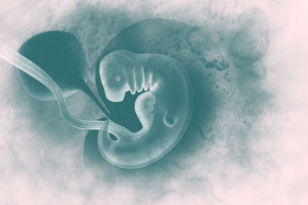 Human fetus on scientific background. 3d illustrationの写真素材