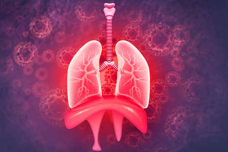 Human lungs on scientific background. 3d illustrationの写真素材