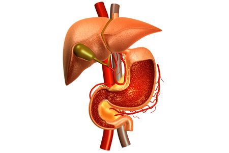 Human digestive system