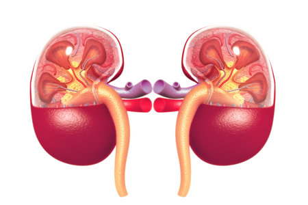 Human kidney cross section