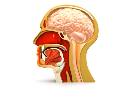 Human head cross section