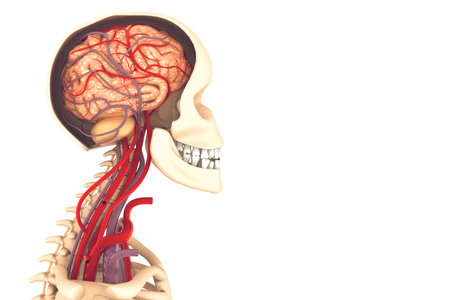 Anatomy of human brain