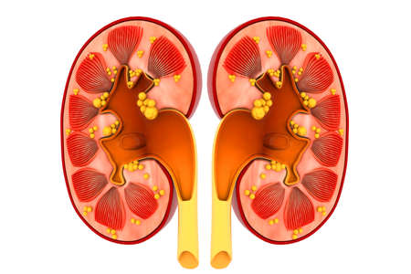 Human kidney cross sectionの写真素材