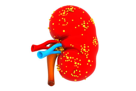 Human kidney.3d render
