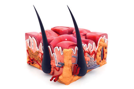 Human skin anatomyの写真素材