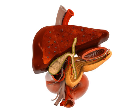 Human digestive system