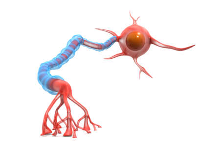 Neurons.3d illustrationの写真素材
