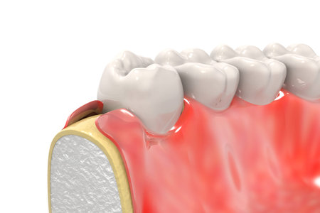 Human tooth anatomy