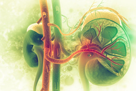 Human kidney cross section on scientific background