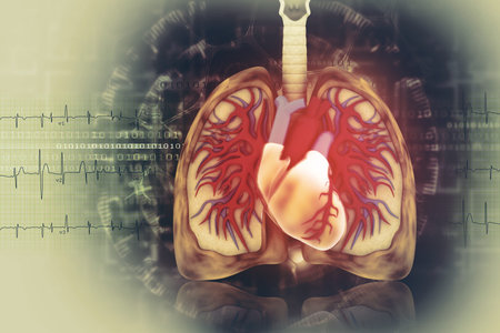 Medical illustration of the heart and lung. 3d illustration