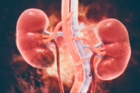 Human kidney on scientific background. 3d illustrationの写真素材
