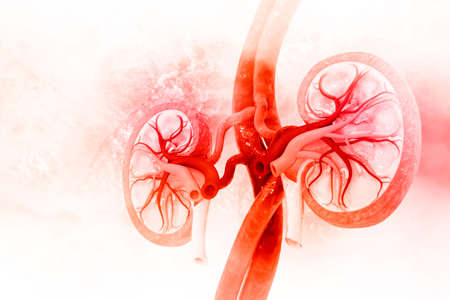 Human kidney cross section. 3d illustrationの写真素材