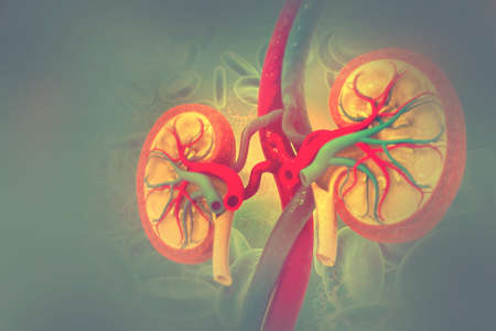 Human kidney cross section. 3d illustrationの写真素材
