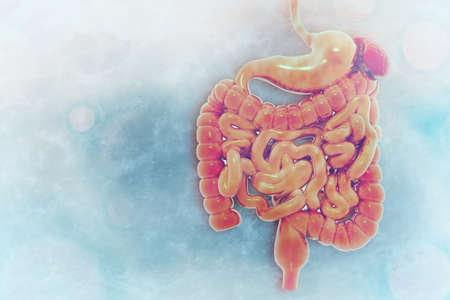 Human digestive system on scientific background. 3d illustrationの写真素材