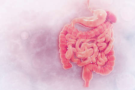 Human digestive system on scientific background. 3d illustrationの写真素材